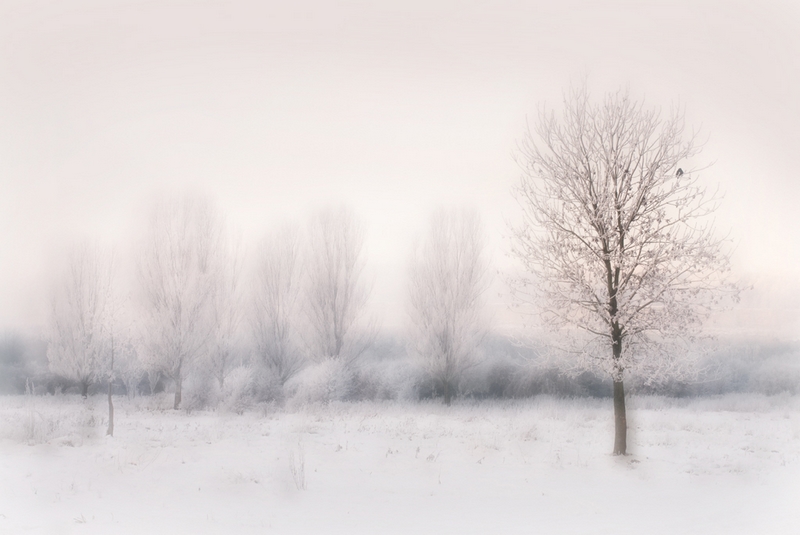 282 - L'ARBRE ET L'OISEAU - DE WILDE EDDY - belgium.jpg